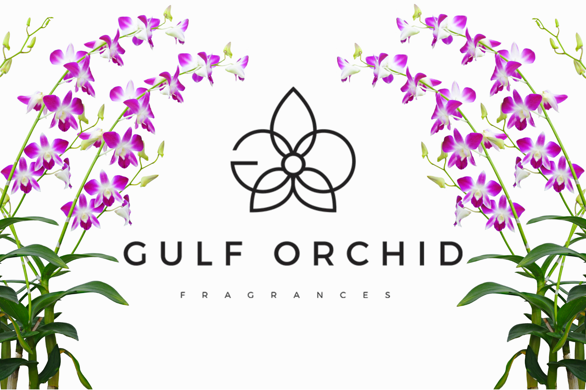 Gulf Orchid